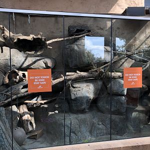 Rock Hyrax Exhibit