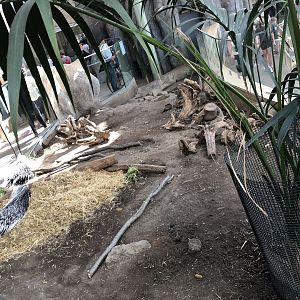 African Crested Porcupine Exhibit