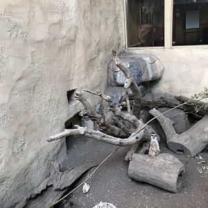 Meerkat Exhibit