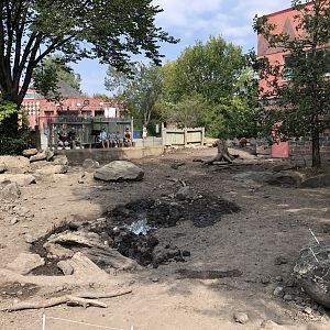 Red River Hog Outdoor Exhibit