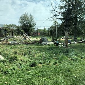 African Lion Exhibit