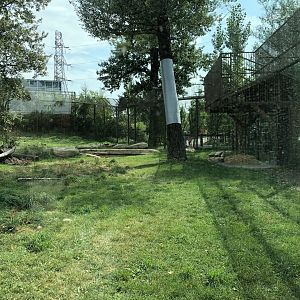 African Lion Exhibit