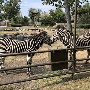 Hartmann’s Mountain Zebra