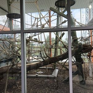 Lemur Indoor Exhibit