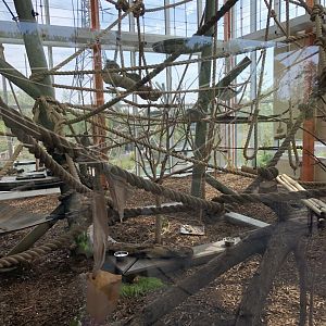 Lemur Indoor Exhibit
