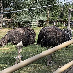 Southern Ostriches