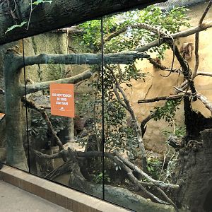 Dumeril’s Boa & Malagasy Tree Boa Exhibit