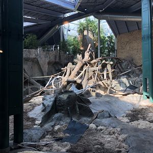 Western Lowland Gorilla & Guereza Colobus Indoor Exhibit