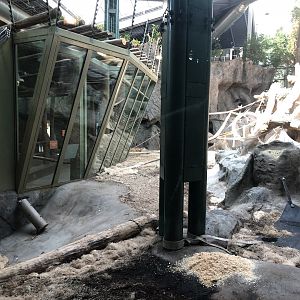 Western Lowland Gorilla & Guereza Colobus Indoor Exhibit
