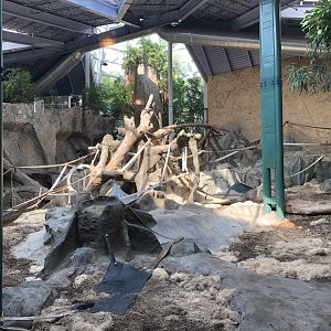 Western Lowland Gorilla & Guereza Colobus Indoor Exhibit