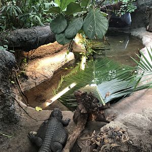 West African Dwarf Crocodile Exhibit