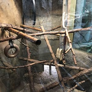 Guereza Colobus Exhibit