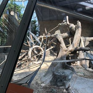 Western Lowland Gorilla & Guereza Colobus Indoor Exhibit