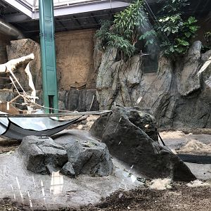 Western Lowland Gorilla & Guereza Colobus Indoor Exhibit