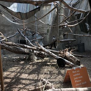 Mandrill Indoor Exhibit