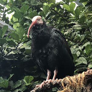 Southern Bald Ibis