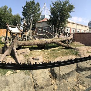 Western Lowland Gorilla Outdoor Exhibit