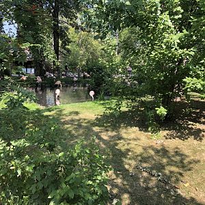 Chilean Flamingo Exhibit