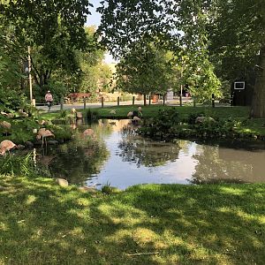 Chilean Flamingo Exhibit