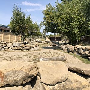 Bactrian Camel Exhibit