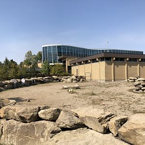 Bactrian Camel Exhibit
