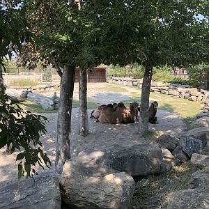 Bactrian Camel Exhibit
