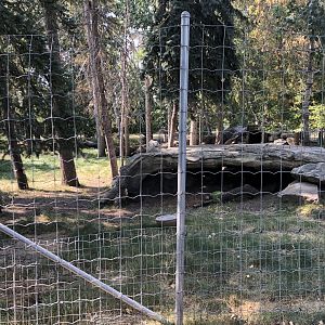 Siberian Musk Deer Exhibit