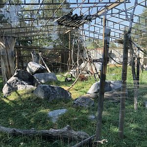 Japanese Macaque Exhibit