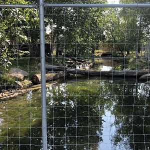 Siberian Musk Deer Exhibit