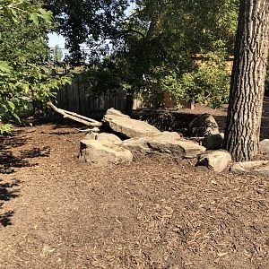 Eurasian Wild Boar Exhibit