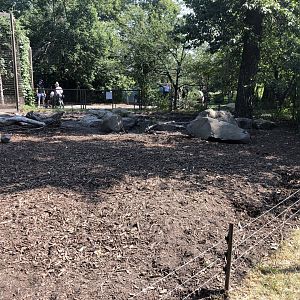Eurasian Wild Boar Exhibit