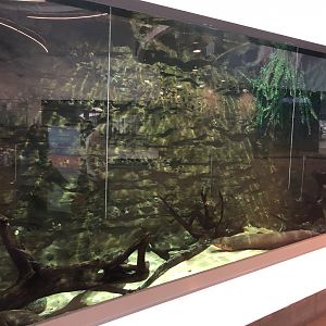 Electric Eel Exhibit