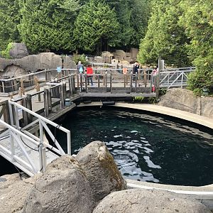 Pacific White-Sided Dolphin Exhibit