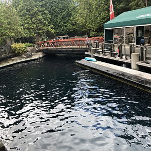 Pacific White-Sided Dolphin Exhibit