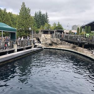 Pacific White-Sided Dolphin