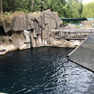 Steller’s Sea Lion Exhibit #1