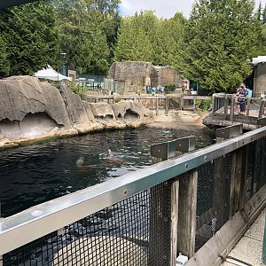 Steller’s Sea Lion Exhibit #1