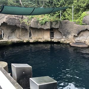 Steller’s Sea Lion Exhibit #1