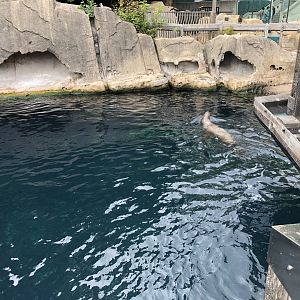 Steller’s Sea Lion Exhibit #1
