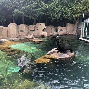 California Sea Lion & Harbor Seal Exhibit