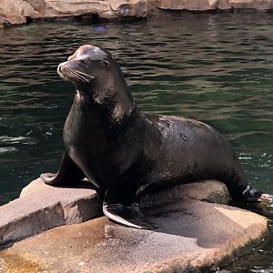 California Sea Lion