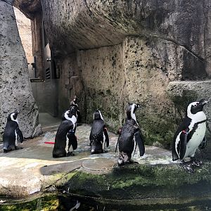 African Penguins