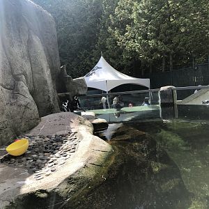 African Penguin Exhibit