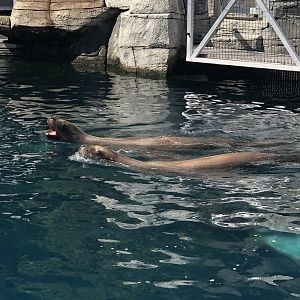 Steller’s Sea Lions