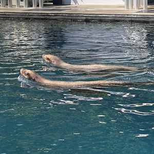 Steller’s Sea Lions