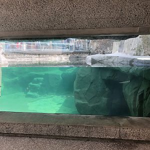 Sea Otter Exhibit Underwater View