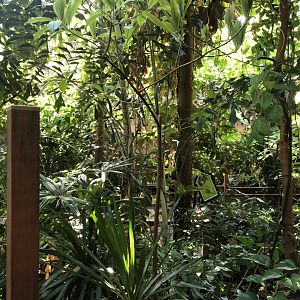 South American Rainforest Hall
