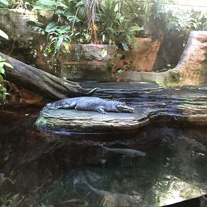 Yacare Caiman Exhibit