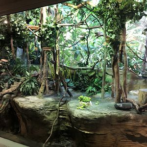Goeldi’s Marmoset Exhibit