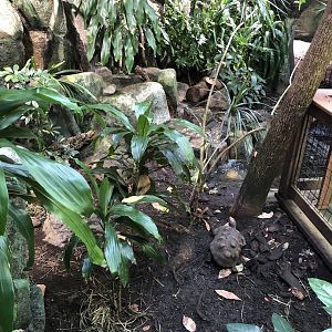 Red-Footed Tortoise Exhibit